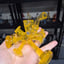 Small image 7
