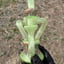 Small image 7
