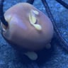 Small image 5