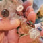 Small image 6