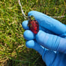 Small image 2