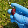 Small image 1