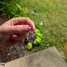 Small image 0