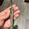 Small image 4