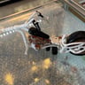 Small image 2
