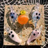 Small image 0
