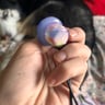 Small image 2
