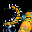 Small image 8