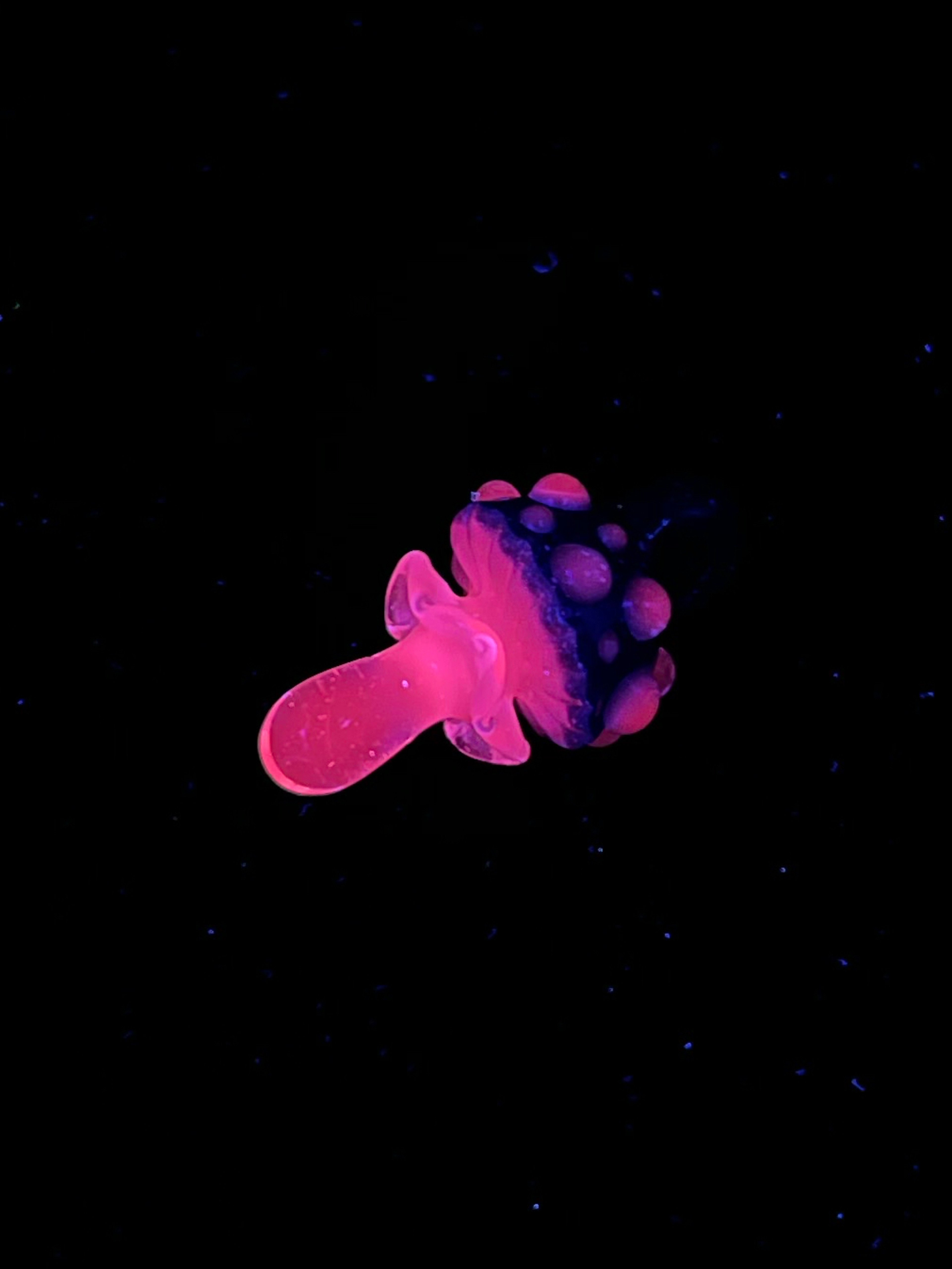 Preview pic of UV Mushroom Pendant by Finer Glass