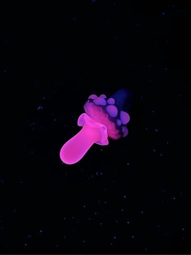 Preview pic of UV Mushroom Pendant by Finer Glass