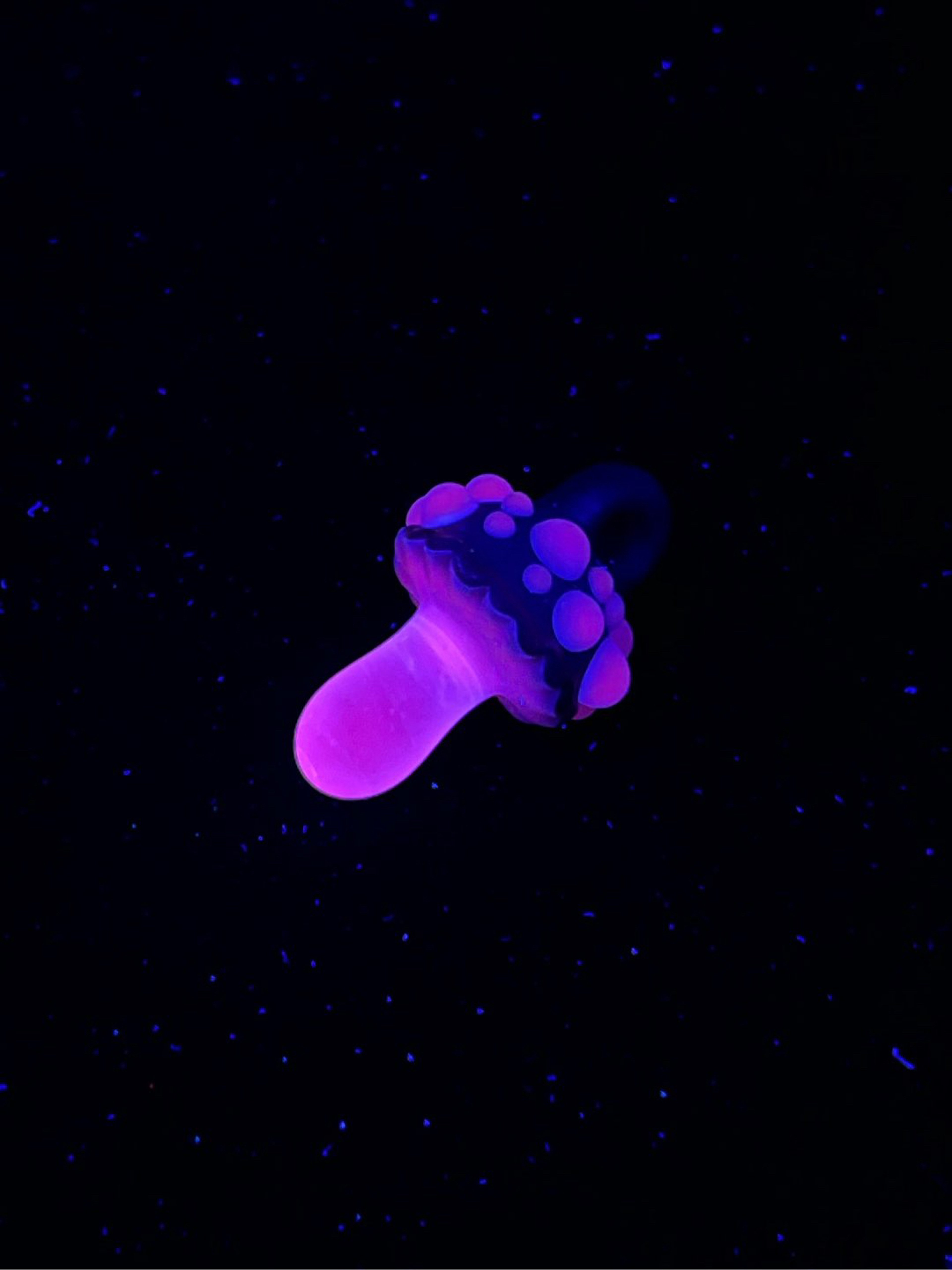 Preview pic of UV Mushroom Pendant by Finer Glass