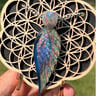 Small image 0