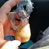 Small image 3
