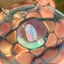 Small image 9