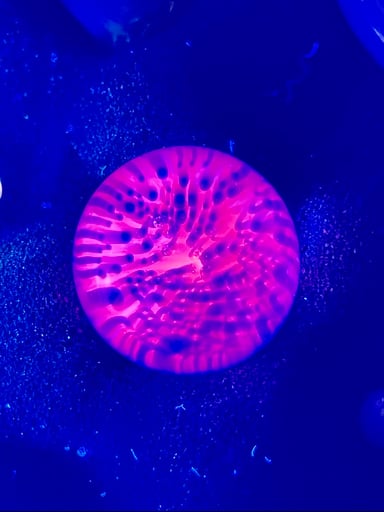 Preview pic of Shonly MiB UV