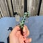 Small image 6
