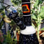 Small image 7