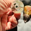 Small image 8