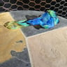 Small image 1