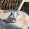 Small image 0