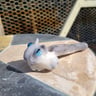 Small image 2