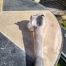 Small image 3