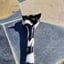 Small image 7