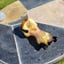 Small image 8