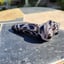 Small image 5
