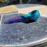 Small image 3