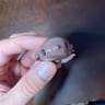 Small image 2