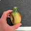 Small image 6