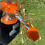 Small image 6