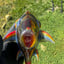 Small image 9