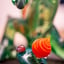 Small image 8