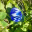 Small image 6