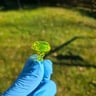 Small image 4