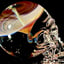 Small image 6