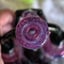 Small image 6