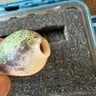 Small image 4