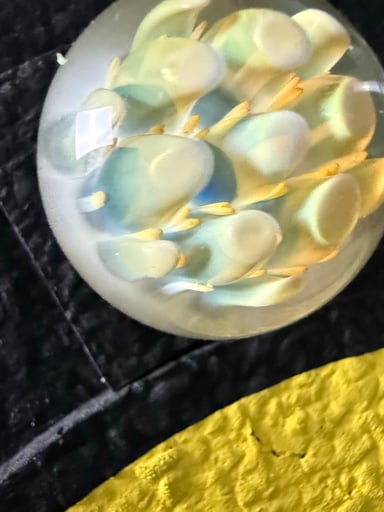 Preview pic of Danny Camp Marble