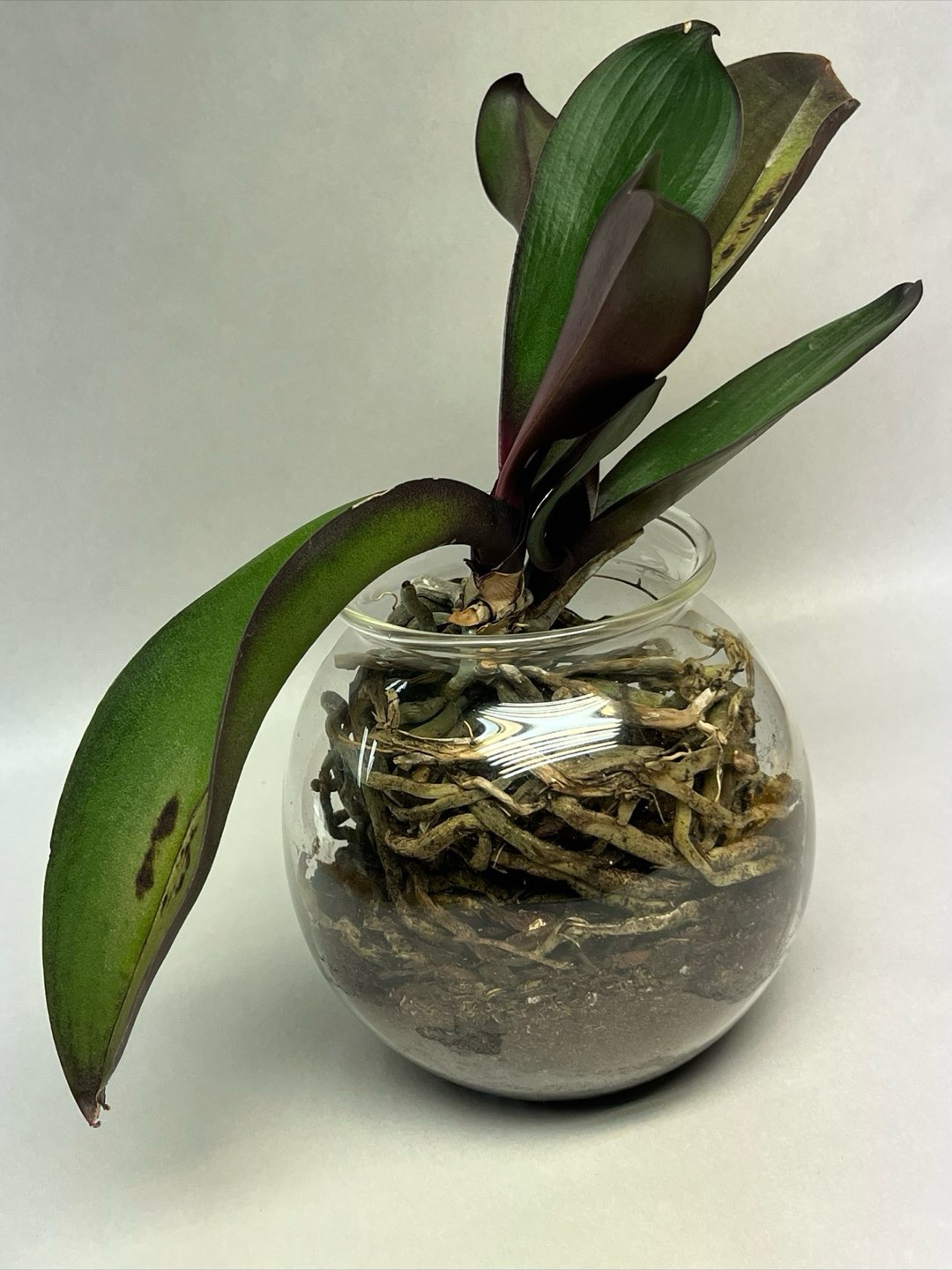 Preview pic of Rooted Orchid Vase