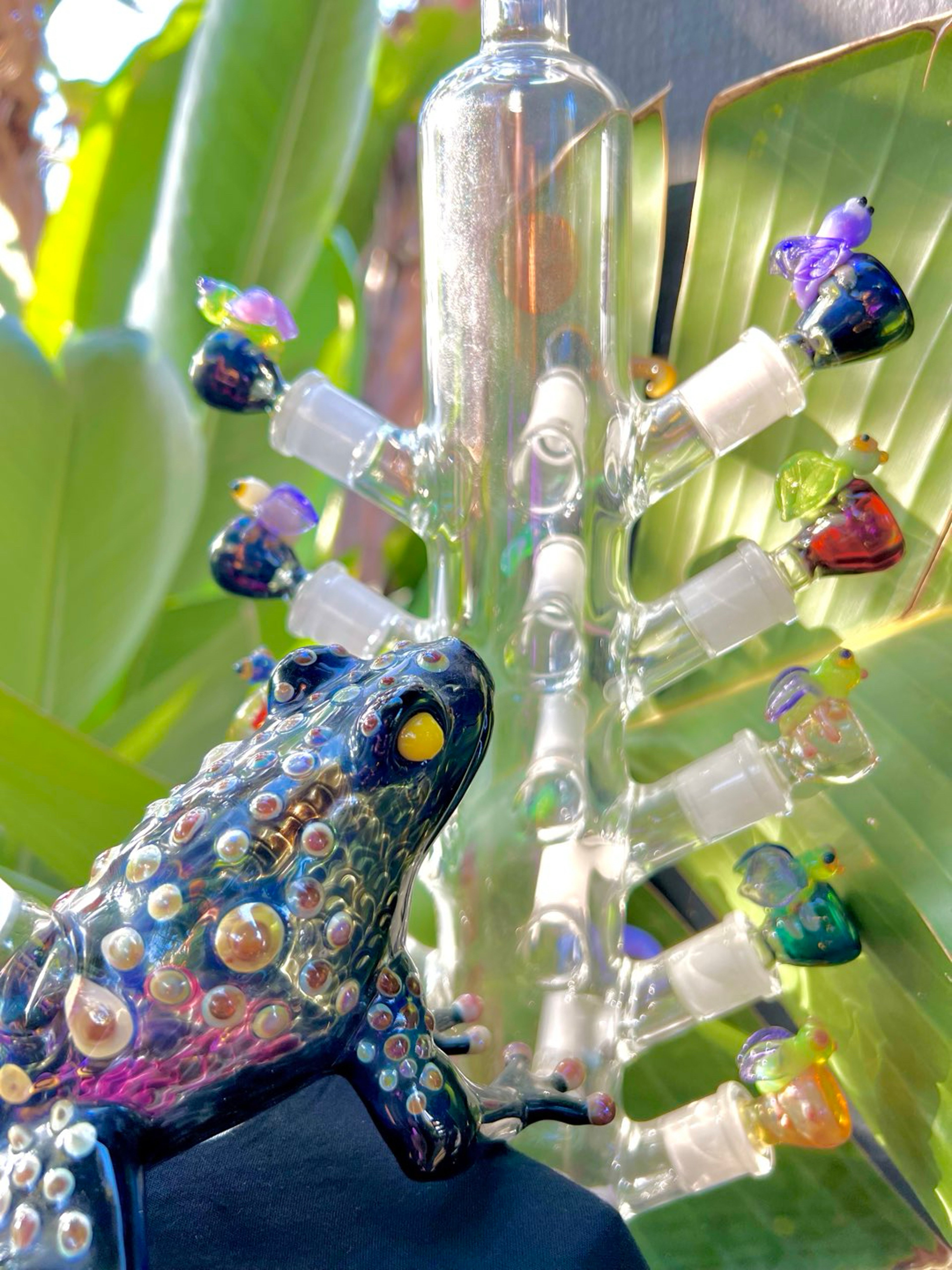 Preview pic of Amphibious⚠️Poisonous