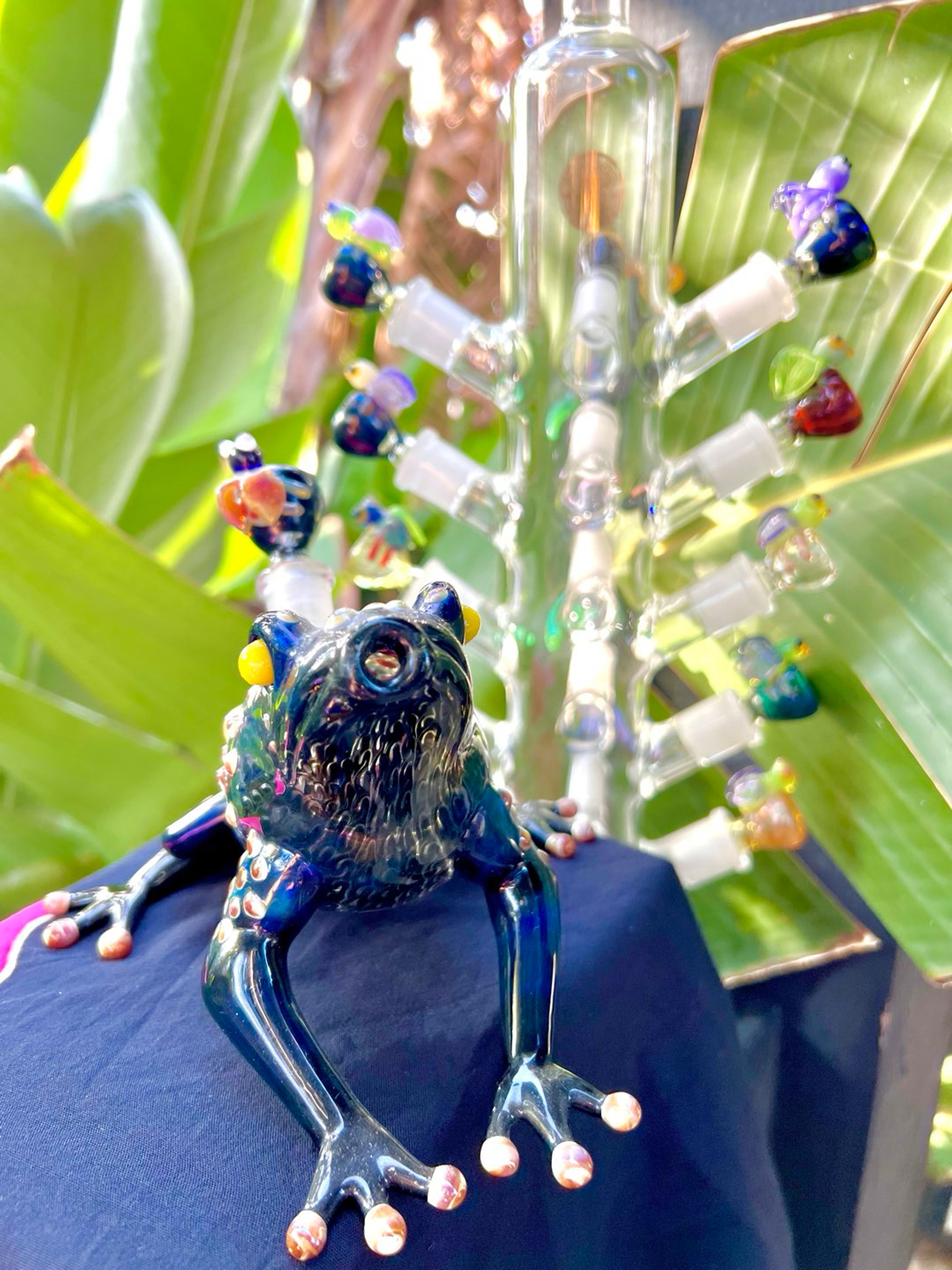 Preview pic of Amphibious⚠️Poisonous