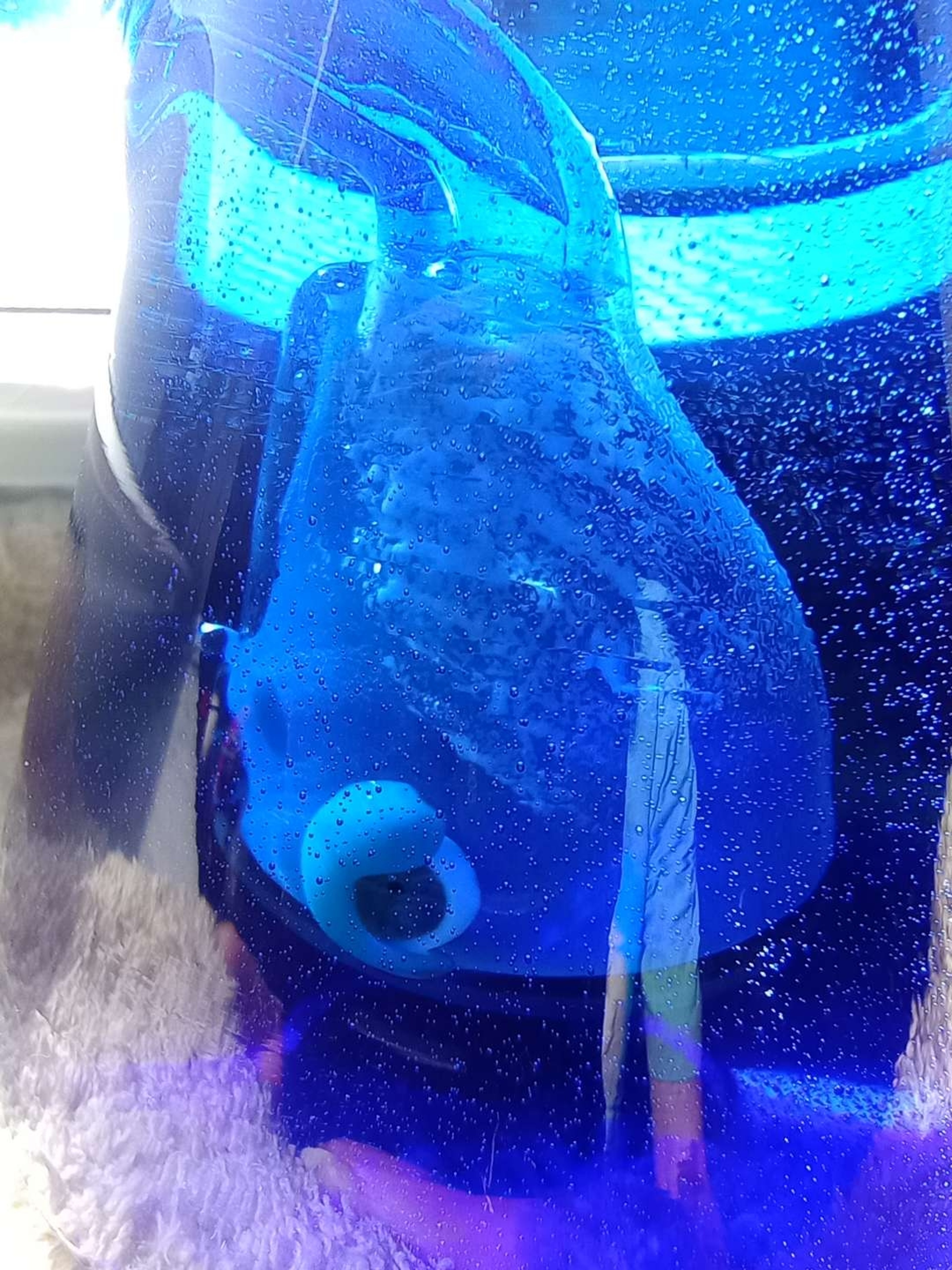 Preview pic of Chadd lacy whale in a bottle