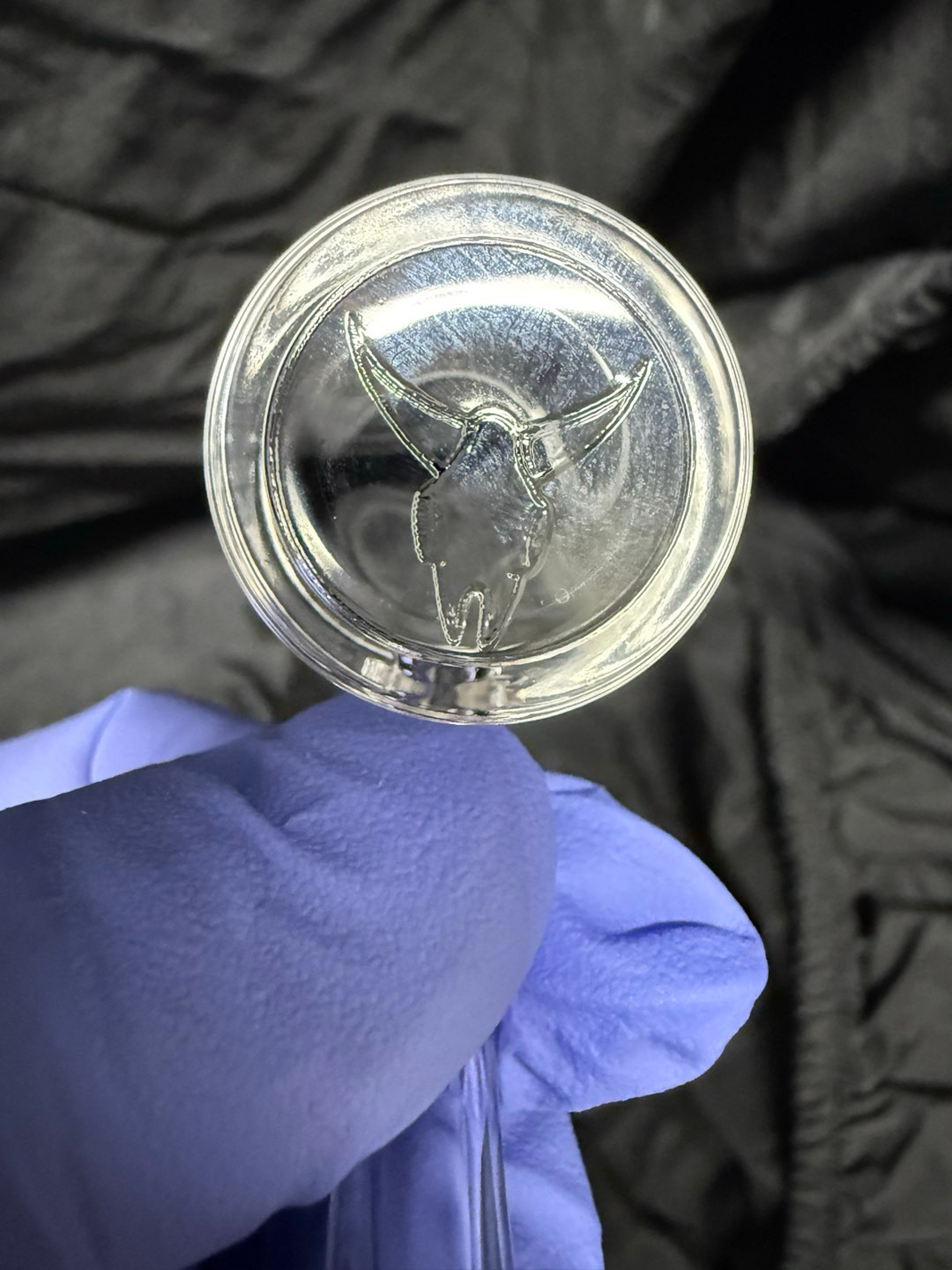 Preview pic of Rare Darby Quave Banger