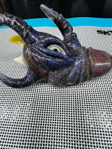 Preview pic of SALT - Saw Dragon - Signed 2010 - Glass Pipe
