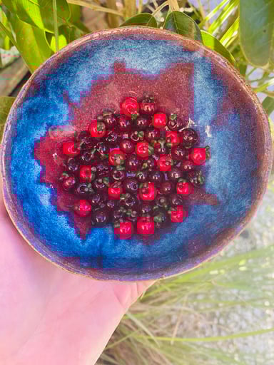 Preview pic of Apple terp Pearl