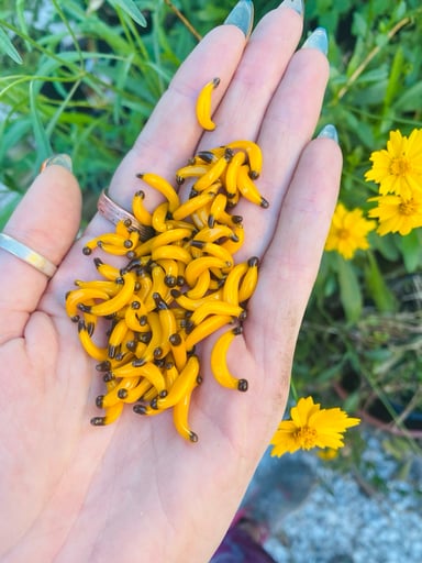 Preview pic of Banana terp Pearl