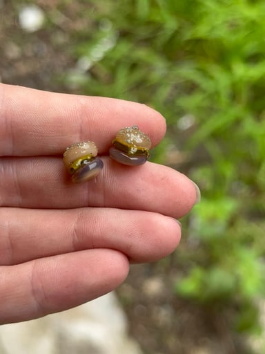 Preview pic of Cheese burger terp pearl